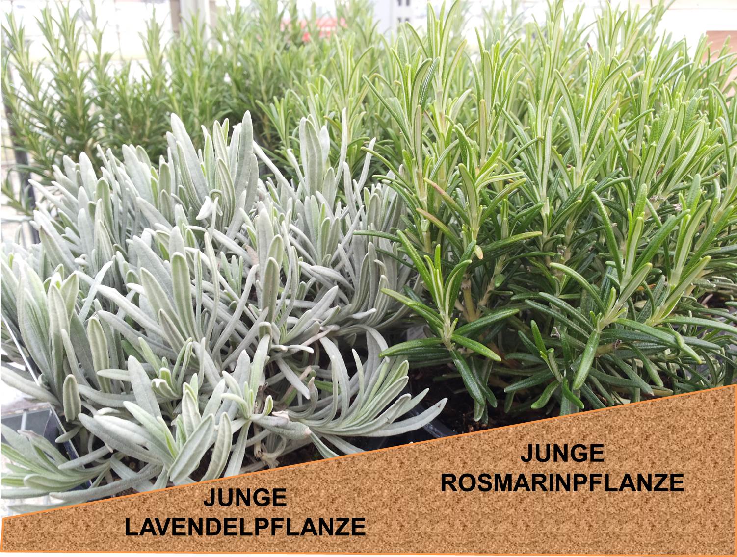 Gartenfreunde Böblingen e.V. April 2016